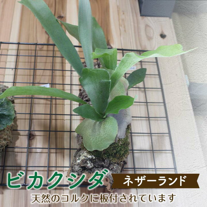 楽天市場】【ふるさと納税】ビカクシダ ネザーランド(コルク板付 