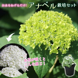 yӂ邳Ɣ[Łzys\zAix͔|Zbg  ͂ K[fjO t[ AWTC z CeA ϗtA Ϗܗp A c FKK19-806