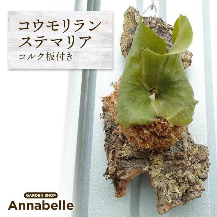 楽天市場】【ふるさと納税】コウモリラン ステマリア コルク板付 