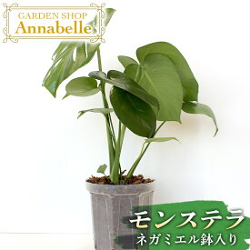 【ふるさと納税】モンステラ ネガミエル鉢入り ガーデン インテリア リビング 数量限定 送料無料 室内 鉢植え 耐陰性 育てやすい おしゃれ 人気 南国 亜熱帯 植物 引越し祝 ブリキ鉢 FKK19-881
