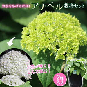 yӂ邳Ɣ[Łzys\zAix ͔|Zbg(2)  ͂ K[fjO t[ AWTC z CeA ϗtA Ϗܗp A c FKK19-883