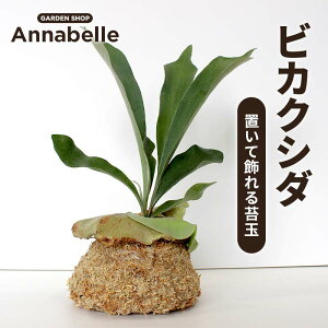 yӂ邳Ɣ[ŁzrJNV_ uďۋ ϗtA ۋ A vg | K[fjO Ce FKK19-927