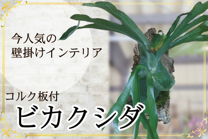 楽天市場 ふるさと納税 癒しの観葉植物ビカクシダコルク板付 グランデ 花 植物 苗 コウモリラン 数量限定 Fkk19 273 熊本県嘉島町