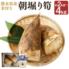 【ふるさと納税】朝堀り筍 約2kg/約4kg 選べる内容量 熊本県産米約500g付き たけのこ タケノコ 野菜 森のくまさん お米 精米 白米 おまけ付き 熊本県産 九州産 国産 送料無料【2026年3月上旬～4月下旬発送予定】