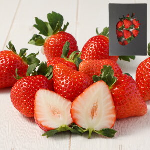 yӂ邳Ɣ[ŁzvY  500g  i킨܂ ʕ t[c  Mtg 蕨 v钬Y F{Y BY ① y2026N1{菇z