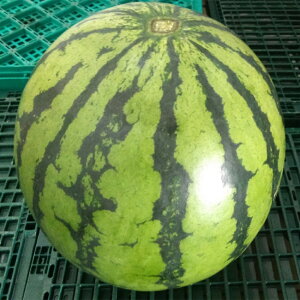 yӂ邳Ɣ[Łzʂ 1 8kg i킨܂ _  Z t[c ʕ v邷 F{Y v钬Y BY y2026N4{`7{ɔ\z yVX[p[S