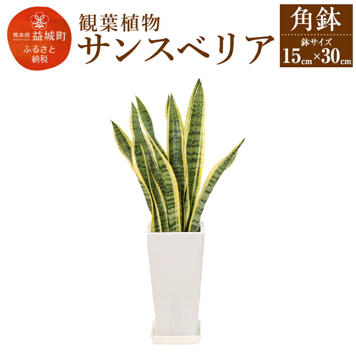 楽天市場 ふるさと納税 サンスベリア 観葉植物 角鉢 横約15cm 高さ約30cm 植物 観葉植物 インテリア 九州産 国産 送料無料 熊本 県益城町