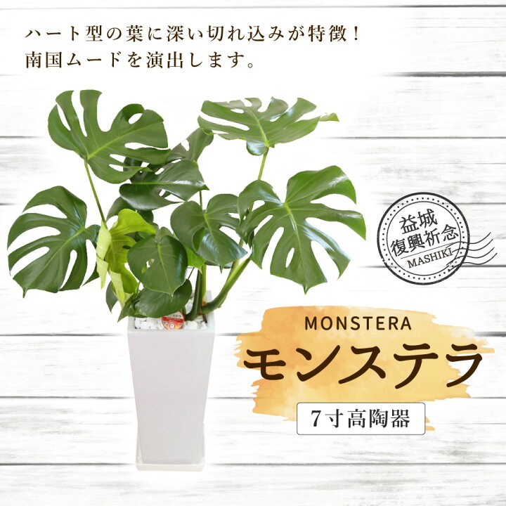 楽天市場 ふるさと納税 益城復興祈念 モンステラ 7寸 高さ約40cm 花瓶下辺12 5cm 上辺17cm 高陶器 植物 観葉植物 インテリア 九州産 国産 送料無料 熊本県益城町