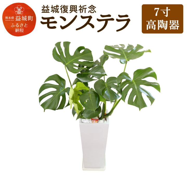 楽天市場 ふるさと納税 益城復興祈念 モンステラ 7寸 高さ約40cm 花瓶下辺12 5cm 上辺17cm 高陶器 植物 観葉植物 インテリア 九州産 国産 送料無料 熊本県益城町