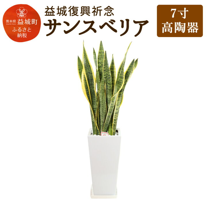 楽天市場 ふるさと納税 益城復興祈念 サンスベリア 7寸 高さ約40cm 幅約cm 高陶器 植物 観葉植物 インテリア 九州産 国産 送料無料 熊本県益城町