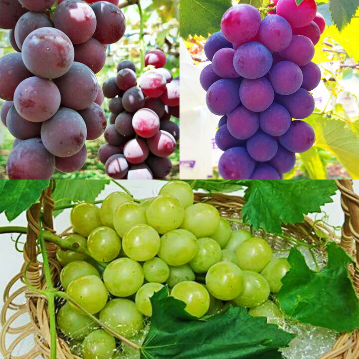 楽天市場 ふるさと納税 ぶどう3種詰め合わせ 合計約2kg 5 6房 巨峰 イタリア 安芸クイーン 葡萄 フルーツ 果物 国産 九州産 熊本県産 益城町産 送料無料 22年8月下旬より順次発送予定 熊本県益城町