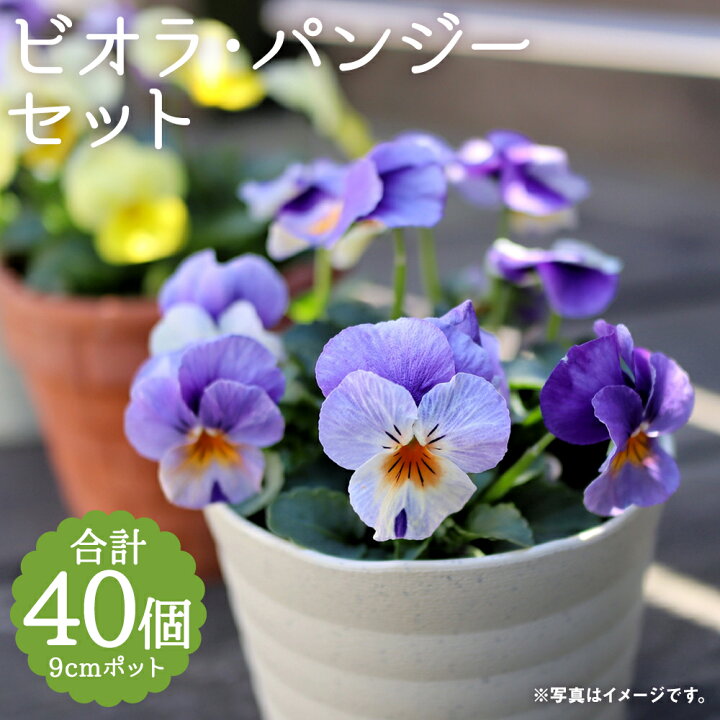楽天市場 ふるさと納税 ビオラ パンジー 合計40個 2種類 各個 4色以上 9cmポット 花 フラワー 花苗 ビオラ パンジー ガーデニング 送料無料 熊本県益城町