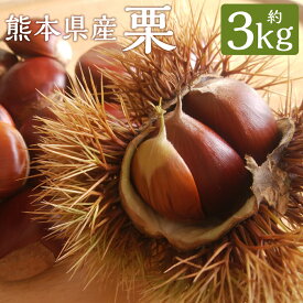 【ふるさと納税】生栗 クリ 大粒 2L以上 約3kg くり マロン フルーツ 果物 熊本県産 九州産 冷蔵 送料無料【2026年9月上旬～10月上旬に順次発送予定】
