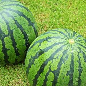 �y�ӂ邳�Ɣ[�Łz��ʂ����� 2�� L�ȏ� ��10kg ��� �X�C�J �F�{������ ���Z �t���[�c �ʕ� �������� �v�钬�Y �F�{���Y ��B�Y �퉷 �F�{�� �v�钬 ���������y2026�N5����{�`6�����{�����\��