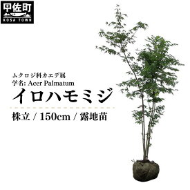 【ふるさと納税】イロハモミジ（伊呂波紅葉）苗木 株立 樹高1.5m前後 露地苗 シンボルツリー 落葉樹 植木 庭木