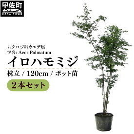 【ふるさと納税】イロハモミジ（伊呂波紅葉）苗木 株立 樹高1.2m前後 2本セット ポット苗 シンボルツリー 落葉樹 植木 庭木