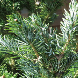 楽天市場】【ふるさと納税】クリスマスツリーの代表的な樹木『もみの木