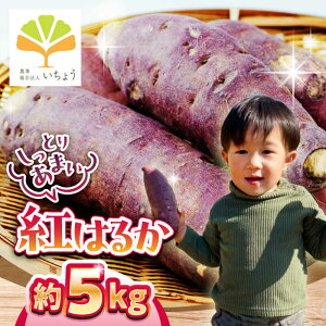 yӂ邳Ɣ[Łzys\zy11菇z傤̔ ܂ g͂邩 5kg Tc}C ܈  Ƃ ˂Ƃ Â Ă ₫ ׂɂ͂邩  Y 