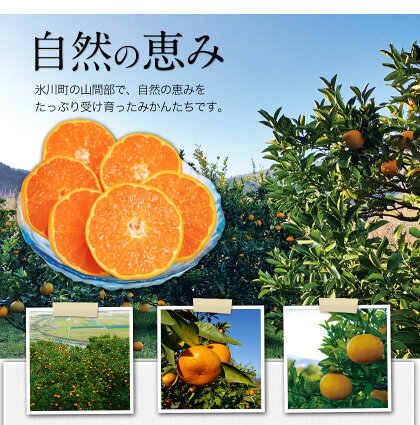 【ふるさと納税】晩白柚2L(2玉入)熊本県氷川町産晩白柚柑橘《12月上旬〜3月末頃より順次出荷》