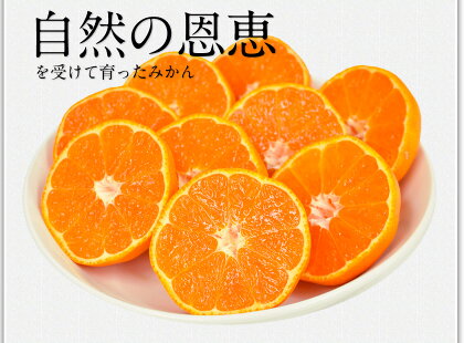 【ふるさと納税】晩白柚2L(2玉入)熊本県氷川町産晩白柚柑橘《12月上旬〜3月末頃より順次出荷》