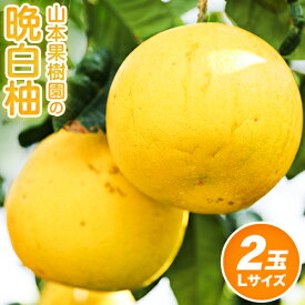 【ふるさと納税】山本果樹園の晩白柚 2玉（Lサイズ） 《12月中旬-3月中旬頃出荷》果物 フルーツ ザボン 熊本 特産品