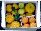 5種の柑橘詰め合わせセット（5kg箱入り）　熊本県産