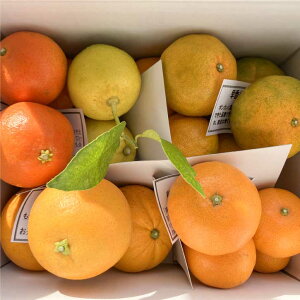 �y�ӂ邳�Ɣ[�Łz�y�ӂ邳�Ɣ[�Łz5��̊��k�l�ߍ��킹�Z�b�g�i3kg������j�@�F�{���Y