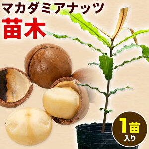 yӂ邳Ɣ[Łz}Jf~Aibcc 1cs30ȓɏoח\(yj)tF{ Óޖؒ 싻t@[ c Jf~Aibc }J_~Aibc XC[c NbL[ T_ _ Yn