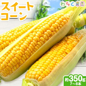 yӂ邳Ɣ[Łzys\zXC[gR[ 7`8{ 350gO 炭_s2026N6{-6oׁtF{ kS Óޖؒ Ƃ낱 R[ 