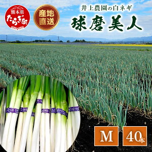 yӂ邳Ɣ[Łzys\z_̔lM ulv MTCY×40{ y8{菇z lM K lM lM K ˂   Ă Ă ~ Y Yn 