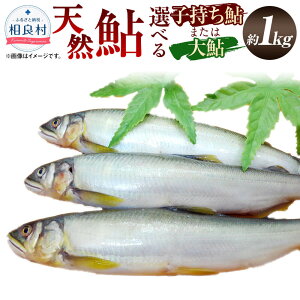 yӂ邳Ɣ[ŁzIׂIVR 1kg 6`8C 25`28cm q^刼 F{Y ǑY Ӑ̓VR BY Y     싛  CN Ă F{