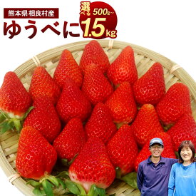 【ふるさと納税】【予約】＜選べる容量＞ 相良村産 いちご 「ゆうべに」 合計約500g～約1.5kg 約250g×2パック/ 4パック/ 6パック 【2025年12月上旬～2026年4月下旬発送予定】 日野農園 熊本県産 フルーツ くだもの イチゴ 苺 ストロベリー 国産 冷蔵 先行予約 送料無料