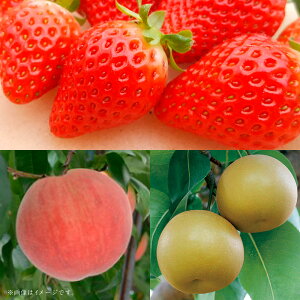 yӂ邳Ɣ[Łzyt[c3ցz ̂i1kgjEi1kgjEi5kgj 䂤ׂ  C`S Ȃ iV     ʕ ʎ t[c ① F{Y Y B F{