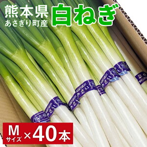 【ふるさと納税】熊本県あさぎり町産 白ねぎ「球磨美人」Mサイズ×40本  お届け時期:2025年11月下旬より順次発送【白葱/白ネギ/長ねぎ/長葱/長ネギ】