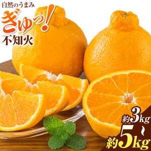 yӂ邳Ɣ[Łzs\ ݂ sm 3kg 5kg Xs2026N1{-5{oׁtF{ k k 񂫂 ʕ t[c ʂ 
