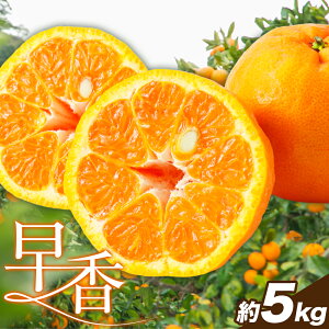 yӂ邳Ɣ[Łz݂  5kg Xs11{-1{oׁtF{ k k 񂫂 ʕ t[c |J B݂ 