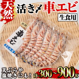 【ふるさと納税】＜内容量が選べる＞天然 活き〆車エビ 生食用 (300g・計900g) エビ 海老 車海老 車エビ 冷凍 刺身 さしみ 天ぷら 塩焼 バーベキュー 国産 大分県産 大分県 鶴見食賓館【opad007・opad008】【鶴見食賓館】