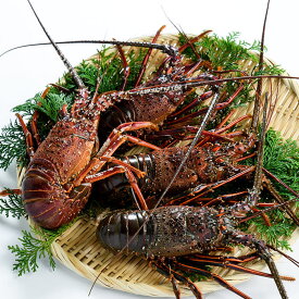 【ふるさと納税】＜期間限定＞大分県産 伊勢海老 (計1kg・約2～5尾) エビ えび 海老 刺身 魚介 海鮮 【opba010】【海べ】