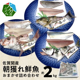 【ふるさと納税】佐賀関産 朝獲れ鮮魚 おまかせ詰め合わせ 約2kg おまかせ詰め合わせ セット 鮮魚 魚 天然鯛 関あじ 関さば 関いさき 甘鯛 太刀魚 イトヨリ タイ アジ サバ イサキ タチウオ 関もの 朝獲れ 旬のお魚 冷凍 海鮮 新鮮 詰合せ E04025