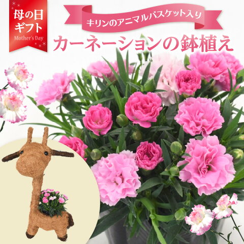 【ふるさと納税】【母の日ギフト】カーネーションの鉢植え　キ...