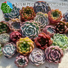 楽天市場 多肉植物の通販