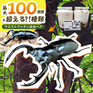 yӂ邳Ɣ[ŁzEGXgEbfBcyA | ̔ؖt NK^    琬 ώ@  R 啪 B Îs ýA2026N2{܂(󒍌1TԈȓ)