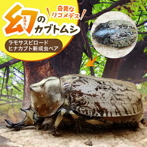 yӂ邳Ɣ[ŁzTXr[hqiJugVyA | ̔ؖt JugV    琬 ώ@  R 啪 B Îs ýA2025N12{܂(