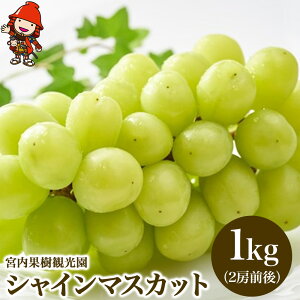 yӂ邳Ɣ[Łzyʌz{ʎό̃VC}XJbg 1kg 2[O | t[c ʕ  Ԃǂ uhE  VC}XJbg }XJbg Yn 啪 Îs 