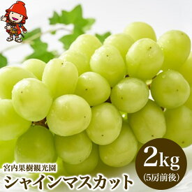 【ふるさと納税】【先行予約】【数量限定】宮内果樹観光園のシャインマスカット 約2kg 5房前後 | フルーツ 果物 くだもの ぶどう ブドウ 葡萄 シャインマスカット マスカット 産地直送 大分県 中津市 国産 送料無料【発送は2025年8月5日〜2025年9月10日頃の予定】