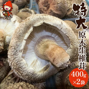 yӂ邳Ɣ[Łz ؐő 400g×2 | ̂ LmR  VC^P ő ؍͔|  VC^P ő ǂ 啪Y BY Y 啪 Îsy2025N111`1130