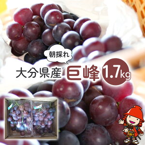 yӂ邳Ɣ[Łzyxvgpz  1.7kg | 킫_  Ԃǂ uhE  킠 ʌ VN Yn ʕ  t[c Mtg 啪Y BY 啪 Îsy20
