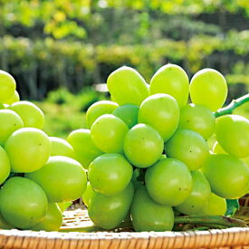 【ふるさと納税】日田市産シャインマスカット2kg(3〜5房)　日田市 / 全国農業協同組合連合会大分県本部 ブドウ 葡萄 ぶどう[ARFD007]