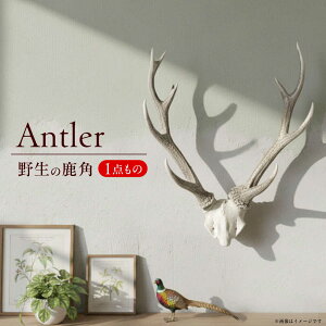 yӂ邳Ɣ[Łzyc̐XV{zVR̎̊p@cs / cO[c[YԂ̖ VJ CeA Ǌ|[ARFM001]