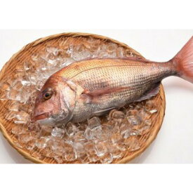 楽天市場 天然 真鯛 2kgの通販